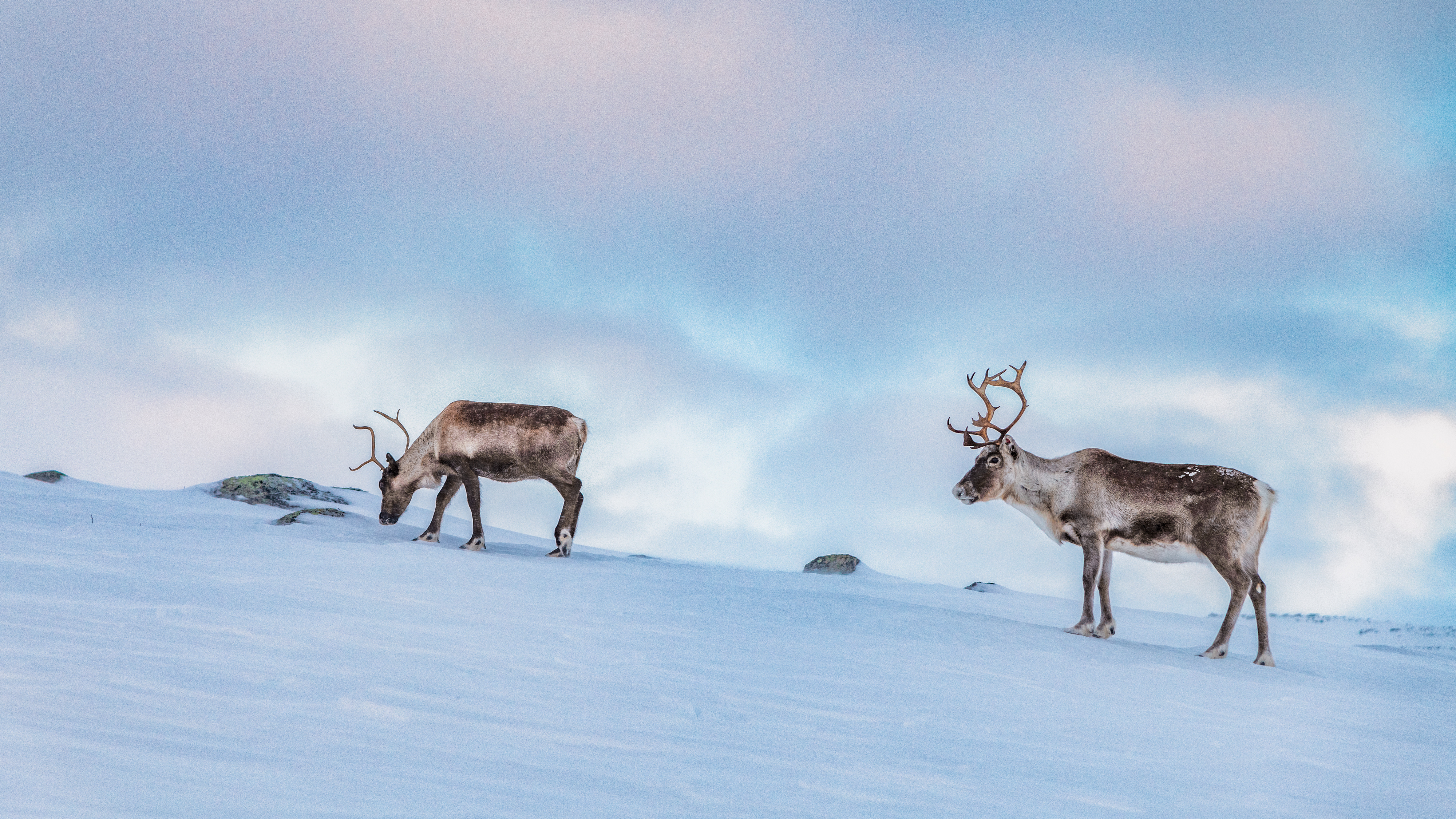 Two reindeer on a fell looking for lichen underneath snow