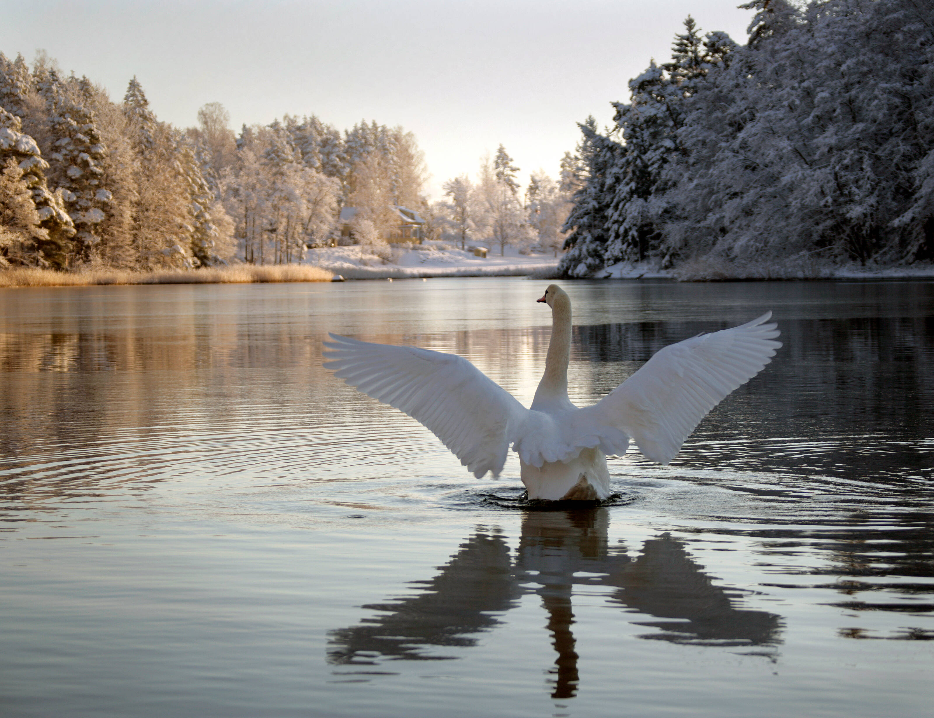 a swan landing in a lake in the Finnish Lakeland