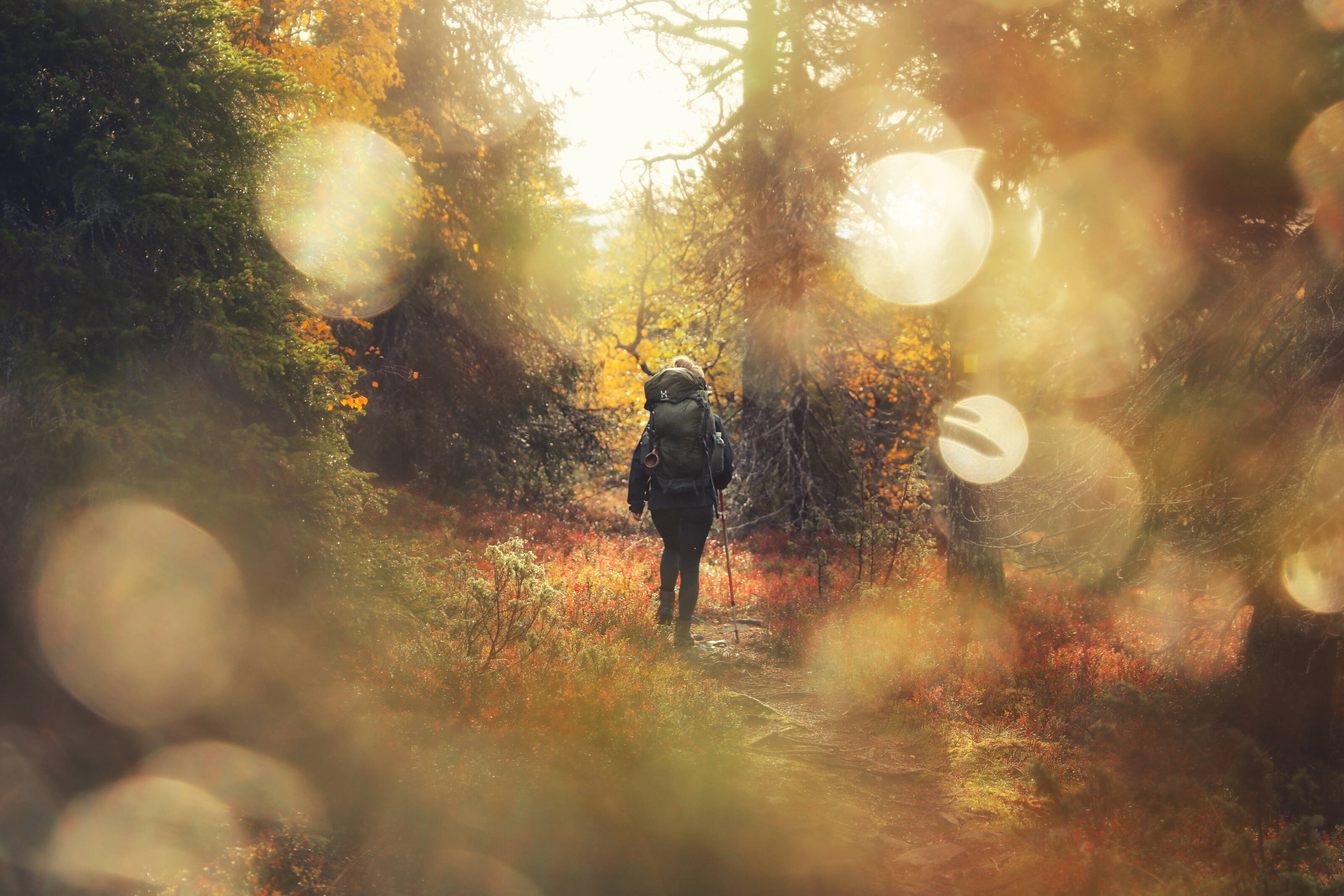 woman wandering in the woods with a backpack on her back